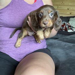 Dachshund Puppies from JK Kennel