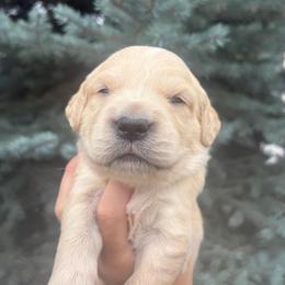 Black Collar Boy 1 - Golden male Golden Retriever puppy in Salt Lake City, Utah from Deseret Peak Goldens