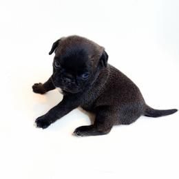 Lola (red) - Silver female Pug puppy in Hereford, Arizona from Broken Road Ranch Pugs