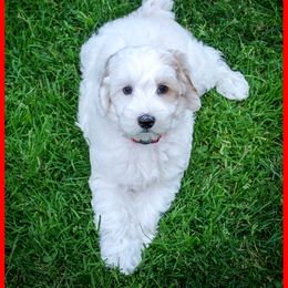 Soba - Red male Australian Labradoodle puppy in Ferndale, Washington from Whispering Winds Australian Labradoodles