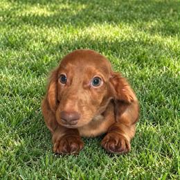 Bo - Dapple male Dachshund puppy in Sedalia, Missouri from Sho Me Spots