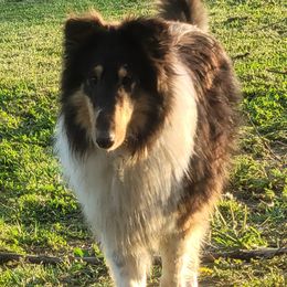 Collies and Miniature Schnauzers from Kennedy Miniature Schnauzers
