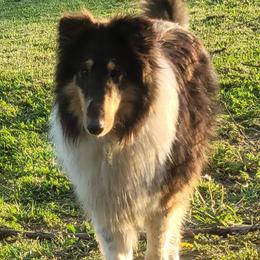 Collies and Miniature Schnauzers from Kennedy Miniature Schnauzers