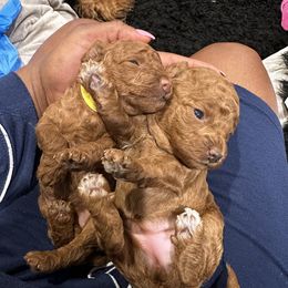 Poodle Puppies from CashEuro Poodles