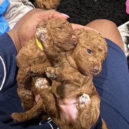 Poodle Puppies from CashEuro Poodles
