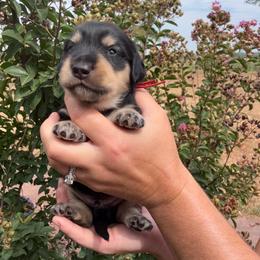 Hook - Black and cream male Dachshund puppy in Ramona, Oklahoma from Schmitt Dachshunds