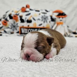 Truffle - Red male Boston Terrier puppy in Mulberry, Arkansas from White Valley Boston Terriers