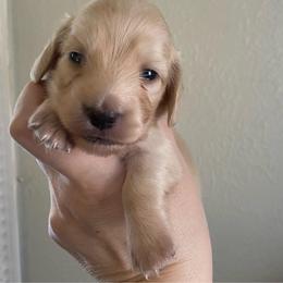 Chai - Cream female Dachshund puppy in Wolf Lake, Indiana from Canisteo Dachshunds