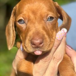 Dachshund Puppies from Branton Family Dachshunds