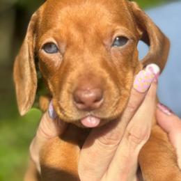 Dachshund Puppies from Branton Family Dachshunds