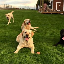 Labrador Retriever Puppies from Lonedove Kennels