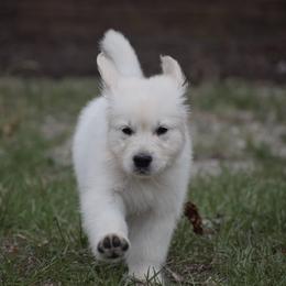 Golden Retriever Puppies from Wise-Taylor Goldens