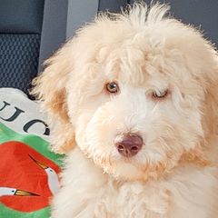 Double Doodles, Goldendoodles, Poodles, Yorkipoos, and Yorkshire Terriers from Edgewater Doodles & Designer Pups