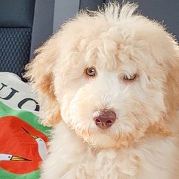 Double Doodles, Goldendoodles, Poodles, Yorkipoos, and Yorkshire Terriers from Edgewater Doodles & Designer Pups