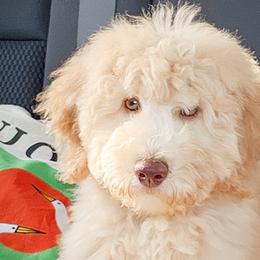 Double Doodles, Goldendoodles, Poodles, Yorkipoos, and Yorkshire Terriers from Edgewater Doodles & Designer Pups