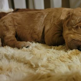 Goldendoodle Puppies from Kimber's Doodles