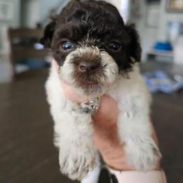 Brownie - Parti female Poodle puppy in Mapleton, Utah from Caboodles Of Poodles