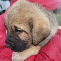 Elvis - Wolfgray male Spanish Mastiff puppy in Prosperity, Pennsylvania from Prosperity Guardians