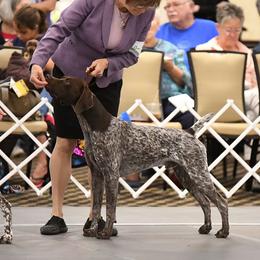 German Shorthaired Pointer All Grown Up from Windward German Shorthaired Pointers