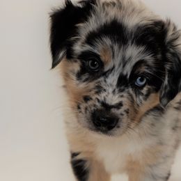 Australian Shepherds from Azura Aussies