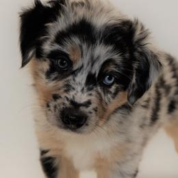 Australian Shepherds from Azura Aussies