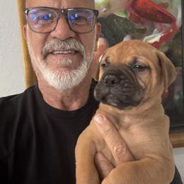 Bullmastiff Puppies from Silverback Bullmastiffs