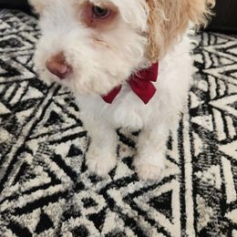 Gio - Orange roan male Lagotto Romagnolo puppy in Lyman, Idaho from Regal Romagnolos