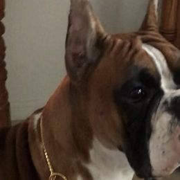 Bolt - Boxer