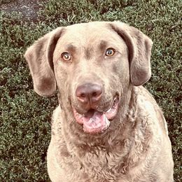 Spirit - Chesapeake Bay Retriever