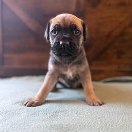 1f - female Cane Corso puppy in Stuart, Iowa from Cowan Farms