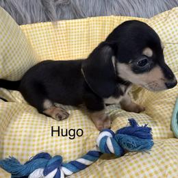 Hugo - Black and cream male Dachshund puppy in Cabool, Missouri from Dachshund's of Country Magic Farms in Missouri