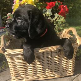 Labrador Retriever Puppies from New England Premier English Labradors