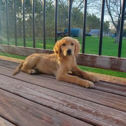 Golden Retriever Puppies from Akoya Kennels