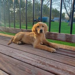 Golden Retriever Puppies from Akoya Kennels