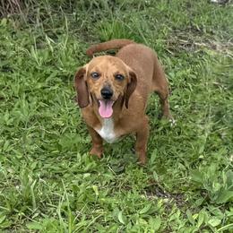 Muffin - Dachshund