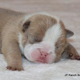 Girl 2 - female Bulldog puppy in Winnsboro, Texas from JP Ranch Bulldogs
