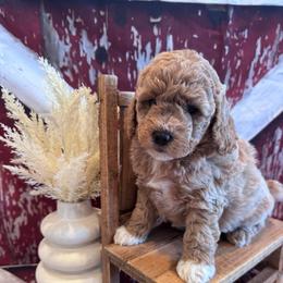 Jesse - Red  male Goldendoodle puppy in Bucyrus, Missouri from Hill Top Pomskies