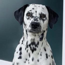 Zelda - Dalmatian