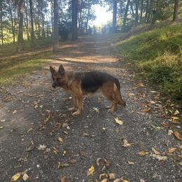 German Shepherd Puppies from Golden Ridge