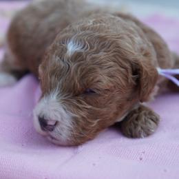 Lady - Cream female Goldendoodle puppy in Lancaster, Pennsylvania from Henriquez Puppies