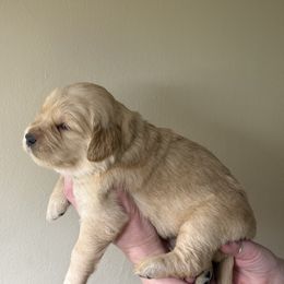 Yellow collar - Golden female Golden Retriever puppy in Indianapolis, Indiana from ZuGolden Retrievers & Doodles