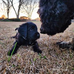 Goldendoodle Puppies from Lucky's Doodlez