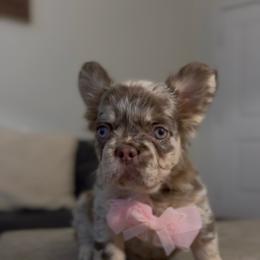 Mocha - Tricolors female French Bulldog puppy in Midland, Texas from Frenchies
