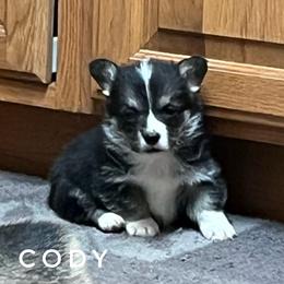 Cody with health guarantee. - Black and tan male Pembroke Welsh Corgi puppy in Vernal, Utah from Bingo's Kennel