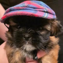 Shih Tzu puppies from Strictly Shih-Tzu