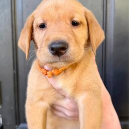 Colin - Yellow male Labrador Retriever puppy in Great Falls, Montana from Yogo Point Kennels