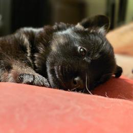 Brown Collar (Judo) - Black and red male German Shepherd puppy in Hermitage, Pennsylvania from Shepherds of the Hundred Acres