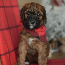 Barkley - Sable male Goldendoodle puppy in Mesa, Arizona from Wrigley's Doodles