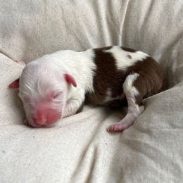 Cindy Lou - Red tri-color female Australian Shepherd puppy in Grants Pass, Oregon from Carmel Mountain Aussies