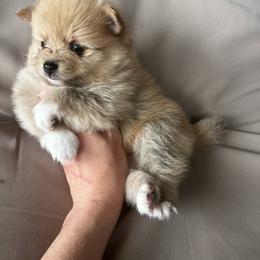 Bruno - Cream male Pomeranian puppy in Edinburg, Texas from Divine Valley Poms
